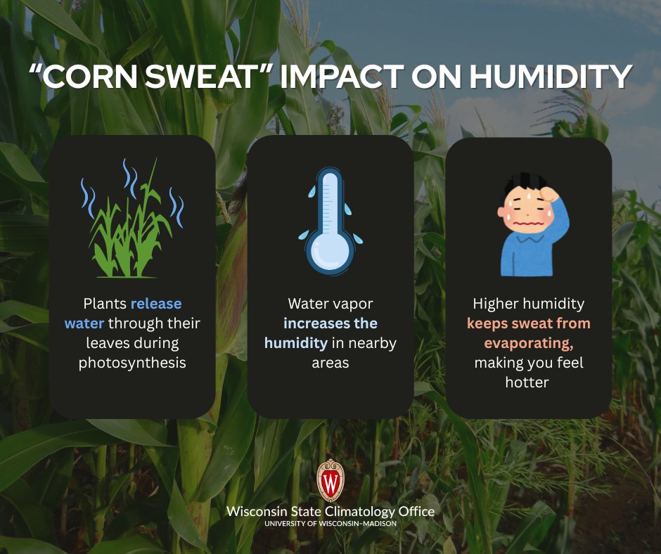 WI_ClimateSCO's tweet image. &quot;Corn sweat&quot; (aka evapotranspiration) seems to be a hot topic this week! We talked about what it is and how it impacts our summers with @WXPR this morning:
wxpr.org/energy-environ…