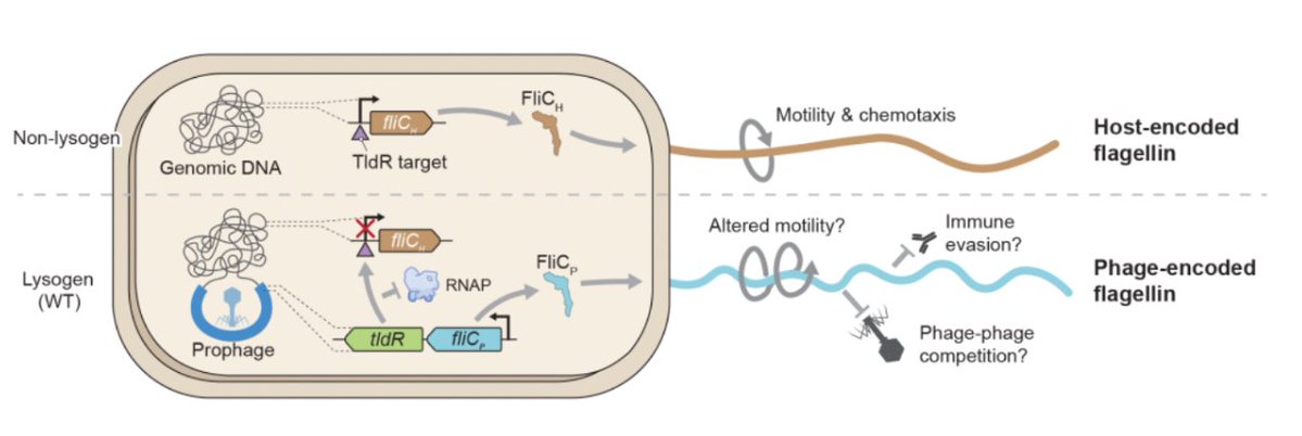 1/16 New pre-print from the Sternberg Lab!
We uncover how temperate phages can use RNA-guided transcription factors to remodel the flagellar composition of their bacterial host and enhance their fitness. Find the preprint and full story here: tinyurl.com/mshwjd77