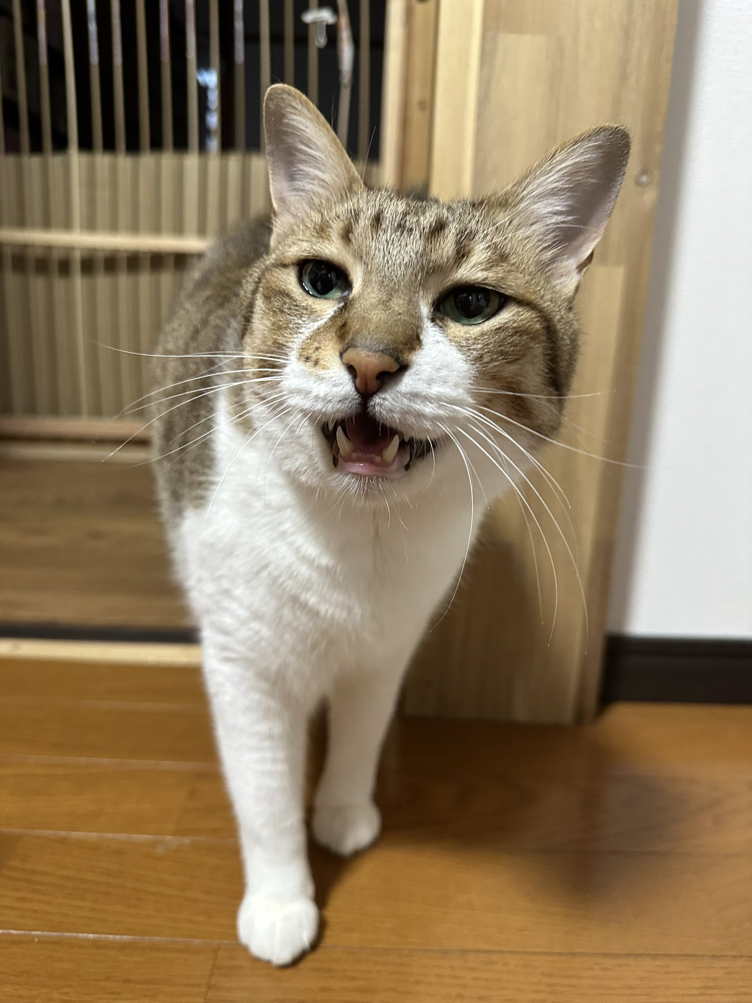 もるきち on X: 
