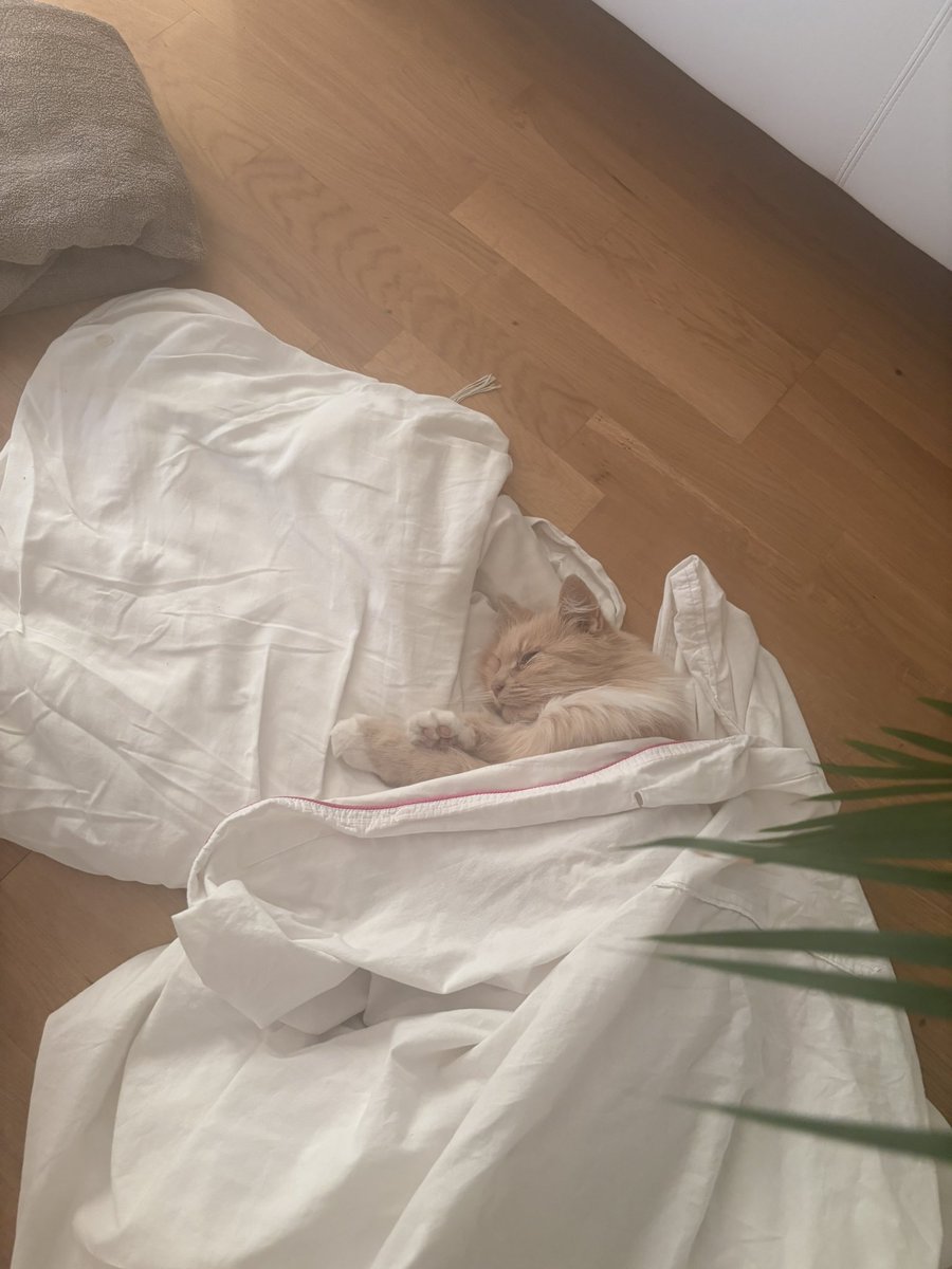 gortgurl's tweet image. Helpppp my poor cat had to be sedated and now she’s drunk out of her mind