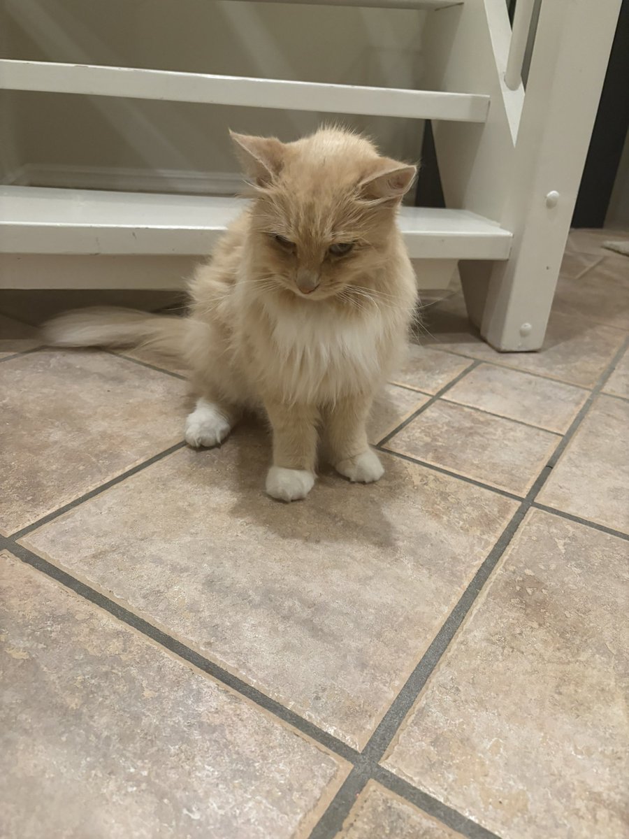 gortgurl's tweet image. Helpppp my poor cat had to be sedated and now she’s drunk out of her mind