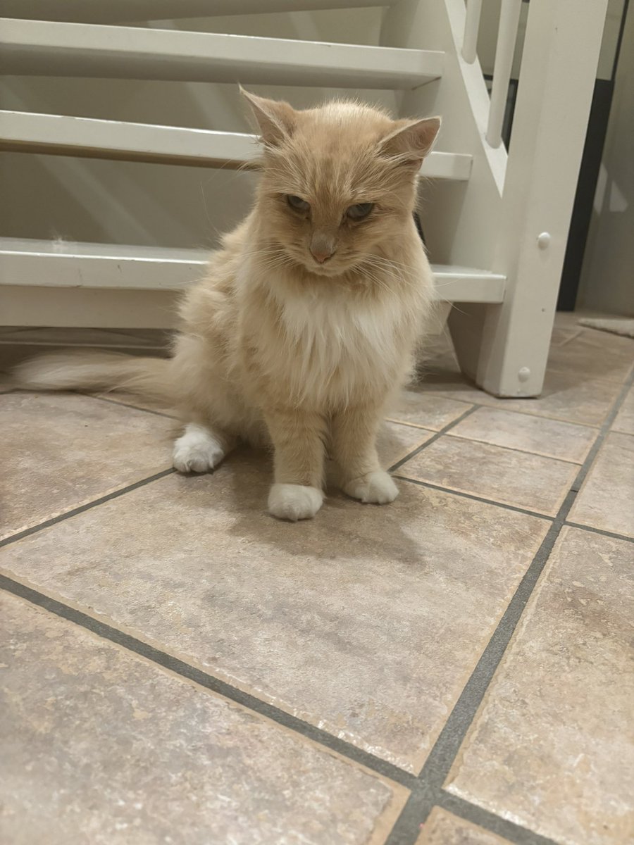 gortgurl's tweet image. Helpppp my poor cat had to be sedated and now she’s drunk out of her mind