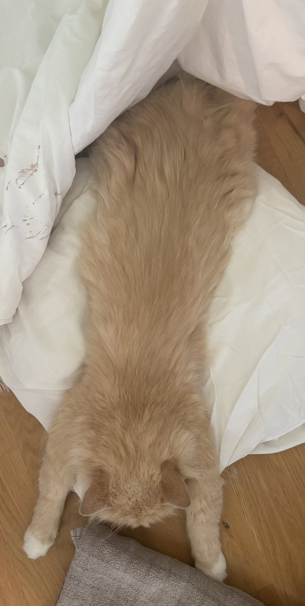 gortgurl's tweet image. Helpppp my poor cat had to be sedated and now she’s drunk out of her mind