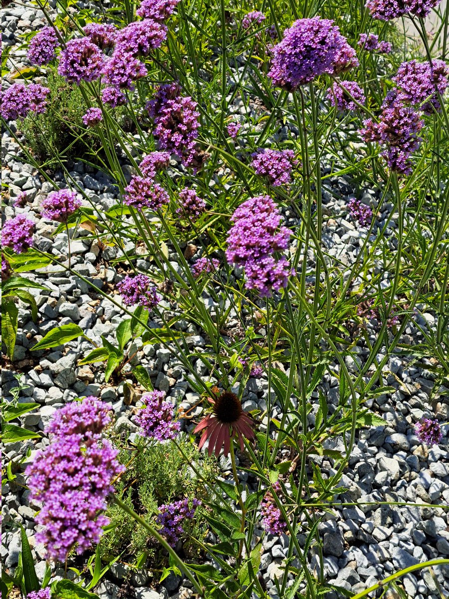 花壇の花です。