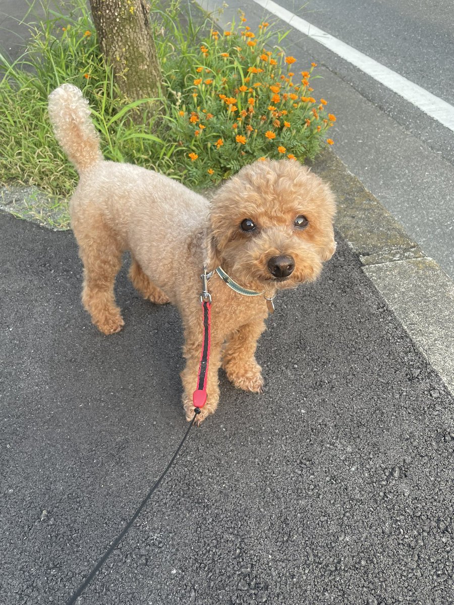 おはようございます☀️

🌕✨🌕✨🌕✨🌕✨🌕✨ ✨きんたまキラキラ金曜日🌕 🌕✨🌕✨🌕✨🌕✨🌕✨
萌えるゴミ出してココ散歩

早朝、色んな鳥の声が聴こえ身体を包む空気が夏の匂いになってる感じ

暑くなりそうですね

無理せず
力を抜いて
今日もユルっと…☺️