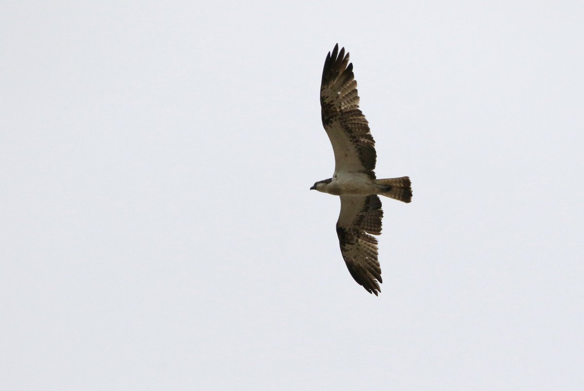 marcbuzzard's tweet image. Watching 30+ Bar-tailed Godwits with @OwenPar91687609 when 3 Arctic Skuas flew past, a fourth ‘dark’ bird offshore turned out to be a ringtail Hen Harrier! Suddenly some high pitched calls overhead gave away the 2 Ospreys directly overhead. Yellowhammer + RTDiver too! Wow☺️👍 🏴!