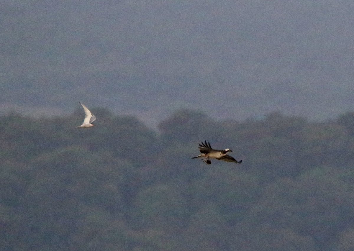 marcbuzzard's tweet image. Watching 30+ Bar-tailed Godwits with @OwenPar91687609 when 3 Arctic Skuas flew past, a fourth ‘dark’ bird offshore turned out to be a ringtail Hen Harrier! Suddenly some high pitched calls overhead gave away the 2 Ospreys directly overhead. Yellowhammer + RTDiver too! Wow☺️👍 🏴!