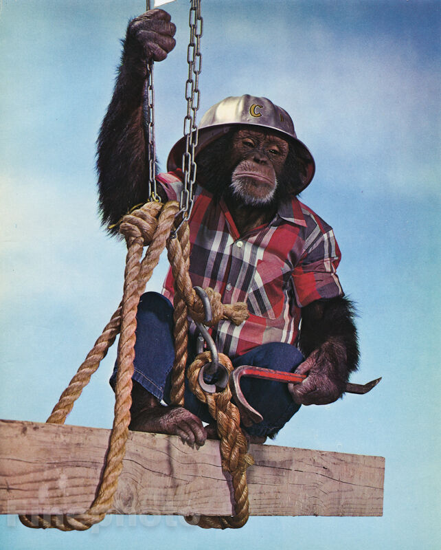 TCMLLC's tweet image. 🍿🐒