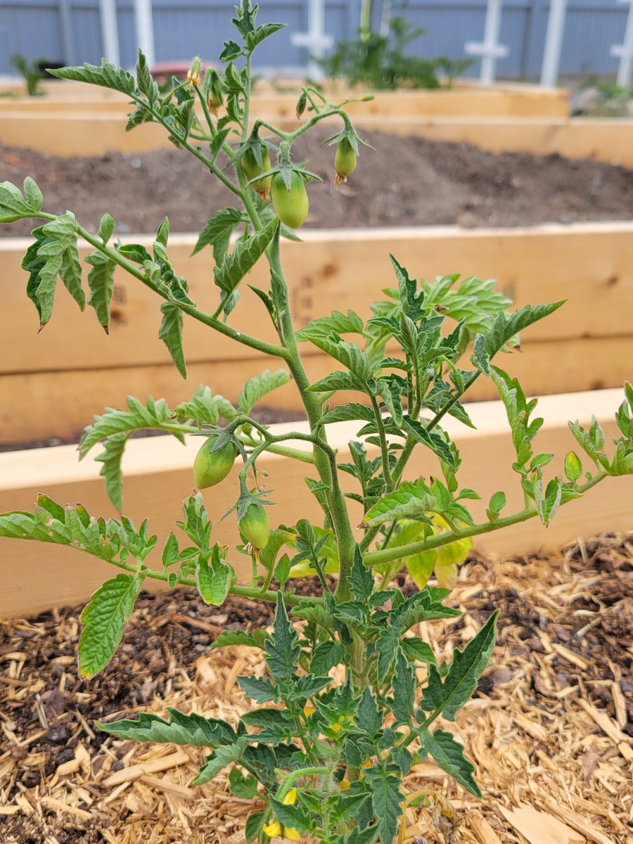 ExploringGenres's tweet image. We have tomatoes! I spotted these small tomatoes a few days back and was so excited I forgot to take pictures. I can't remember the variety that I planted, but I know they are paste tomatoes. Cannot wait for these to grow bigger, ripen, and eventually harvest.