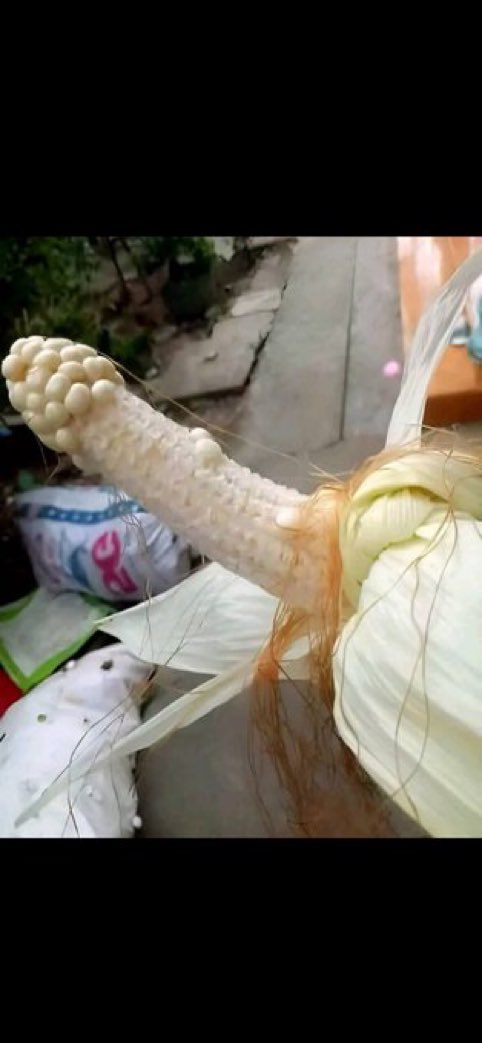 itsmetoo92774's tweet photo. Damn twisted tassel.  #2025problems https://t.co/mcrHI4Bewn