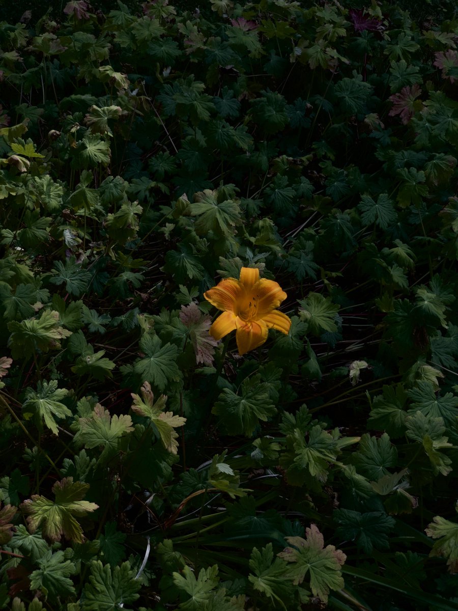 augustaghast's tweet image. One lily in a bed of wild geranium