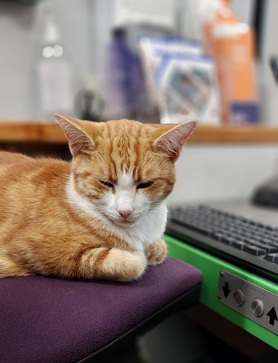 TheStourbridge's tweet image. Night night sweet dreamies
Your peace is more important than driving yourself crazy trying to understand why something happened the way it did.
Sometimes, peace comes not from answers, but from letting go of the need to have them.
#cats #Cat #CatsOnTwitter #CatsOfTwitter