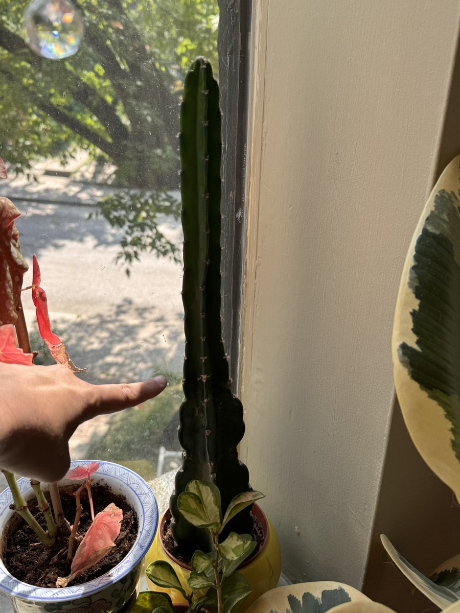 jkac's tweet image. this cactus grew from where i’m pointing in the span of like 3 months. can it chill out.