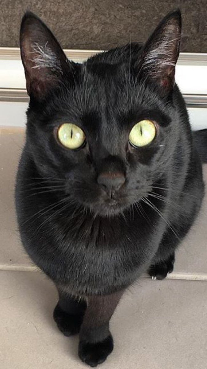 Escupenubes's tweet photo. @migatodinamita @Revistadegatos Mikami, bombón de chocolate negro https://t.co/ne8hOZQikb