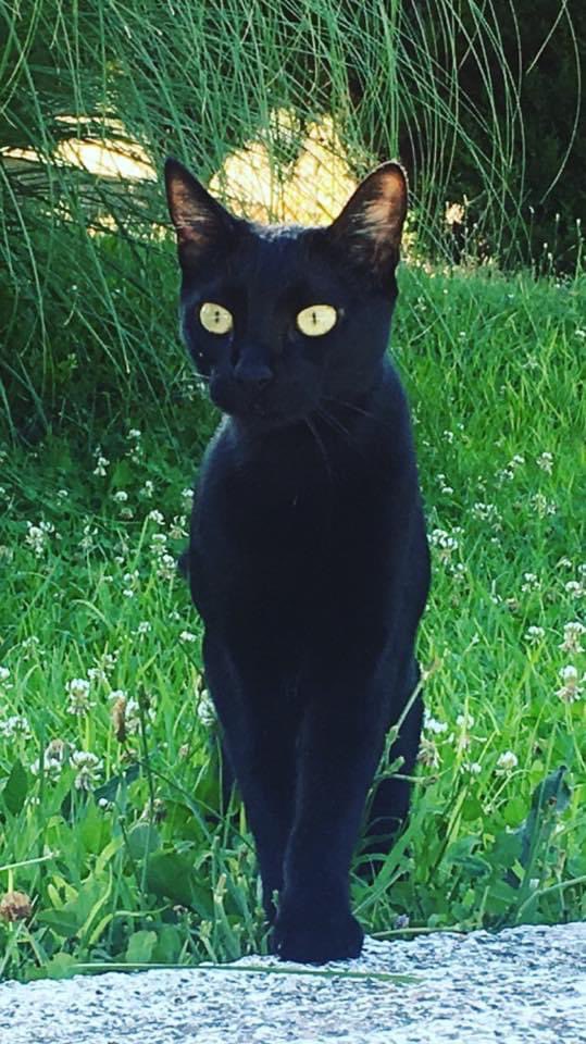 Escupenubes's tweet photo. @migatodinamita @Revistadegatos Mikami, bombón de chocolate negro https://t.co/ne8hOZQikb