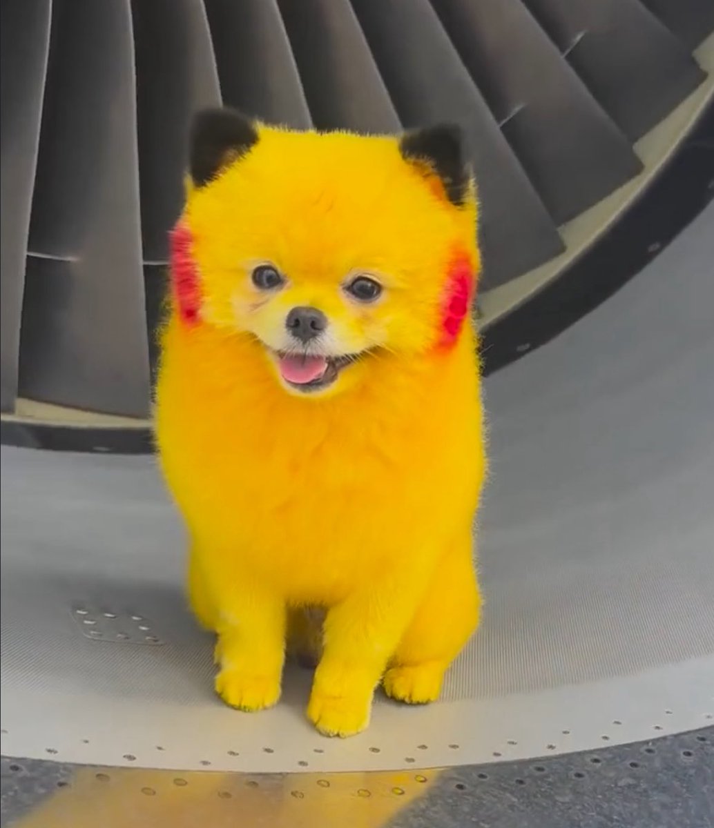 A pikachu puppy? Didn’t even bond yet? 

Is CT just blind lol they clearly don’t see how cute this little guy is 

His name is $ZAZA the world famous Zaza 

Here is Zaza’s social - instagram.com/p/DL_GBH4M5GG/ 

HxBF929eozafbAb9JbXAAQZ7Y7AKpGLn4BzWXNjxbonk