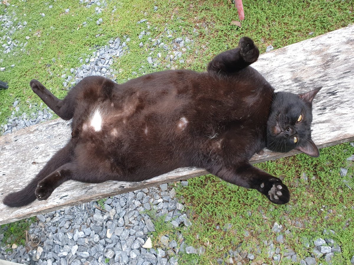 TranslatedCats's tweet image. Tonight, father rents me to cuddle and build warmth. I charge a friendly price with free magic carpet service.