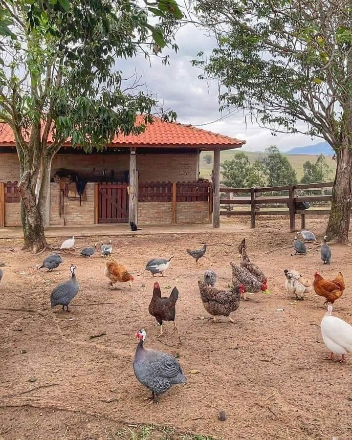 soares ᶜᵉᶜ tweet media