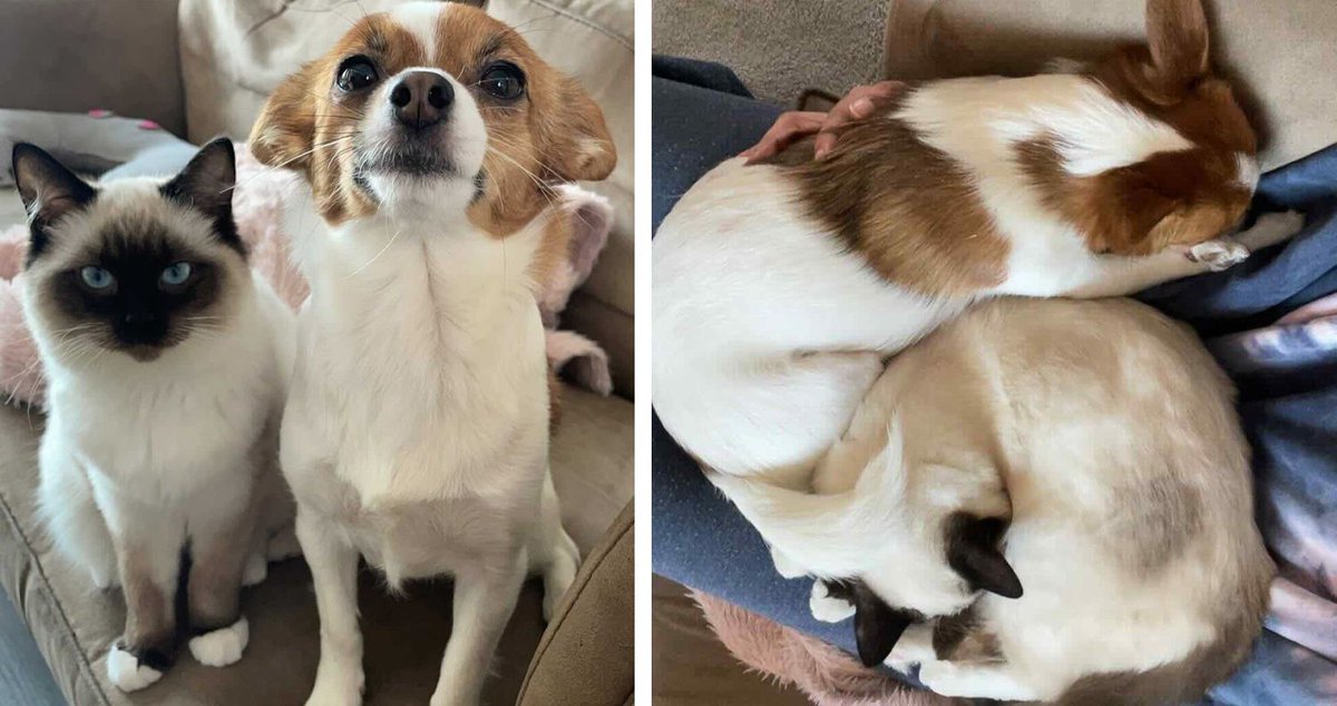 catsnkittys's tweet image. Who Says Cats and Dogs Can't Be BFFs? Miso and Luna Didn't Get the Memo!
When Luna the dog met Miso the cat, it was love at first sight. Their hilarious adventures prove friendship transcends all natural boundaries.
Take a look here 👉 buff.ly/XBsmWx2