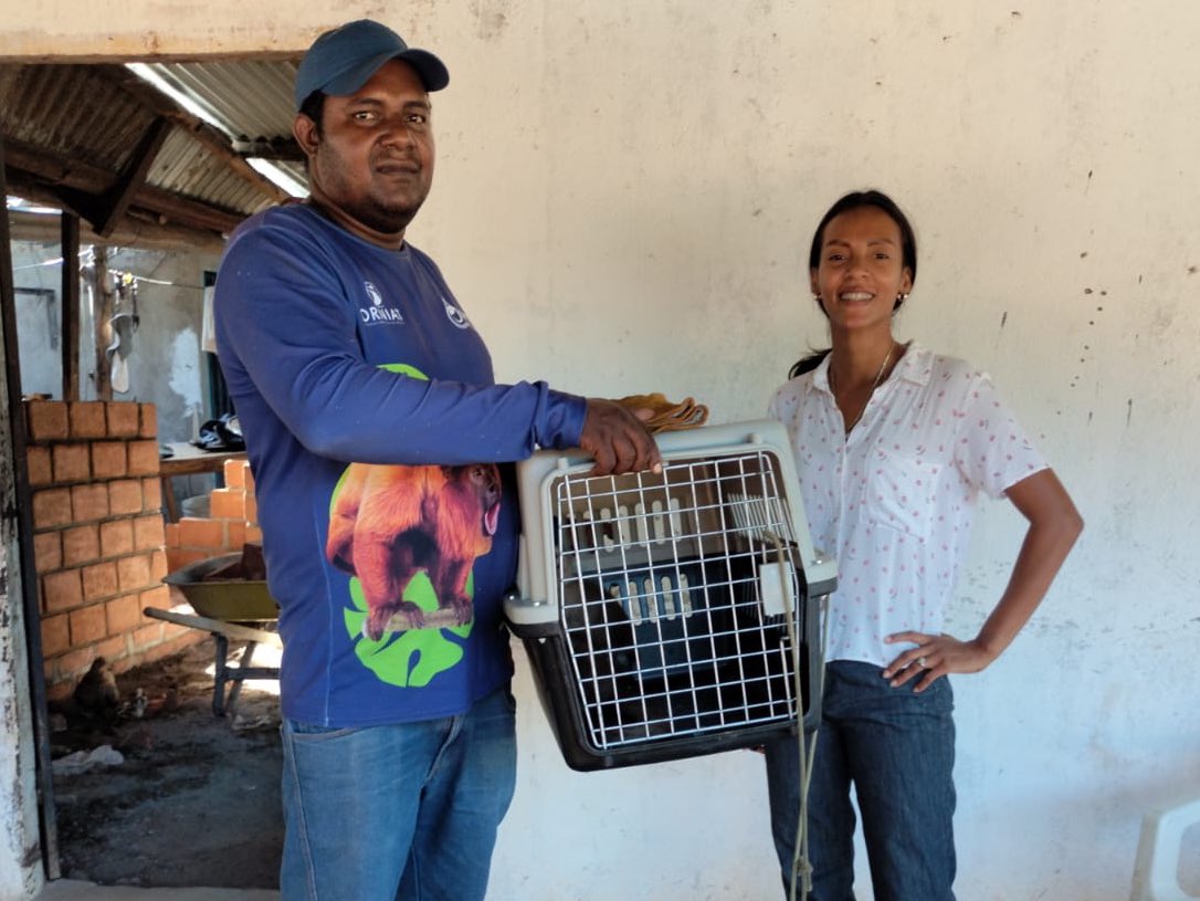 🐊🦎🐒 En Aguachica y El Paso, el CAVFFS de Corpocesar, rescató una babilla y recibió un mono cariblanco que estuvo 9 años en cautiverio. Ambos fueron trasladados para su valoración y rehabilitación.
Seguimos protegiendo la vida silvestre. 🌿 #CorpocesarEnAcción
