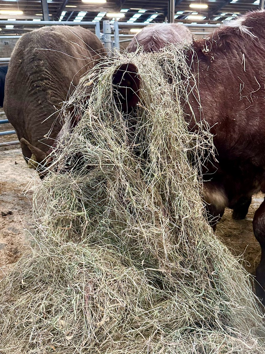 Road trip south to Dingwall earlier in the week to pick up some grazing calves. Looking forward to them joining up with the rest of the team. #NativeBreeds