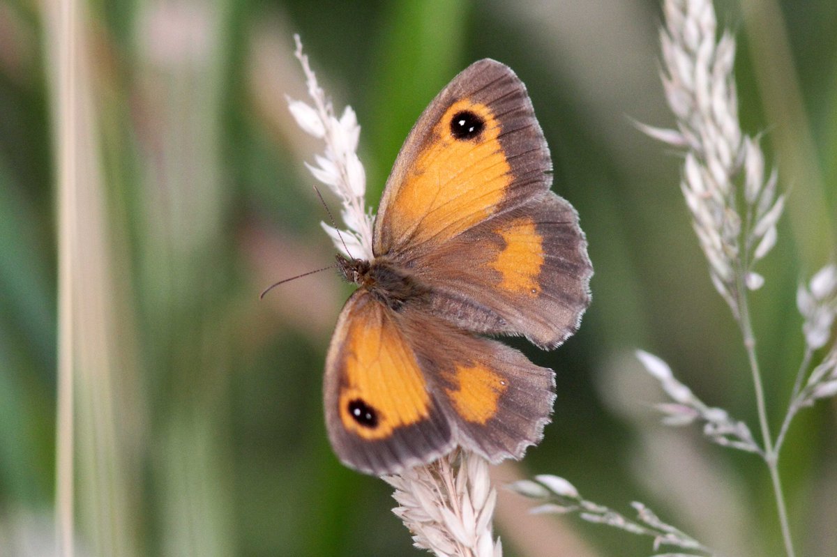 MrSteveyJames's tweet image. A few photos of some of the 100's of Gatekeeper Butterfies around our farm #chesterfield #derbyshire at the moment, seems a very good year for #butterfly s #TwitterNatureCommunity #TwitterNaturePhotography @DerbysWildlife @NatureUK @savebutterflies @Natures_Voice @BBCSpringwatch