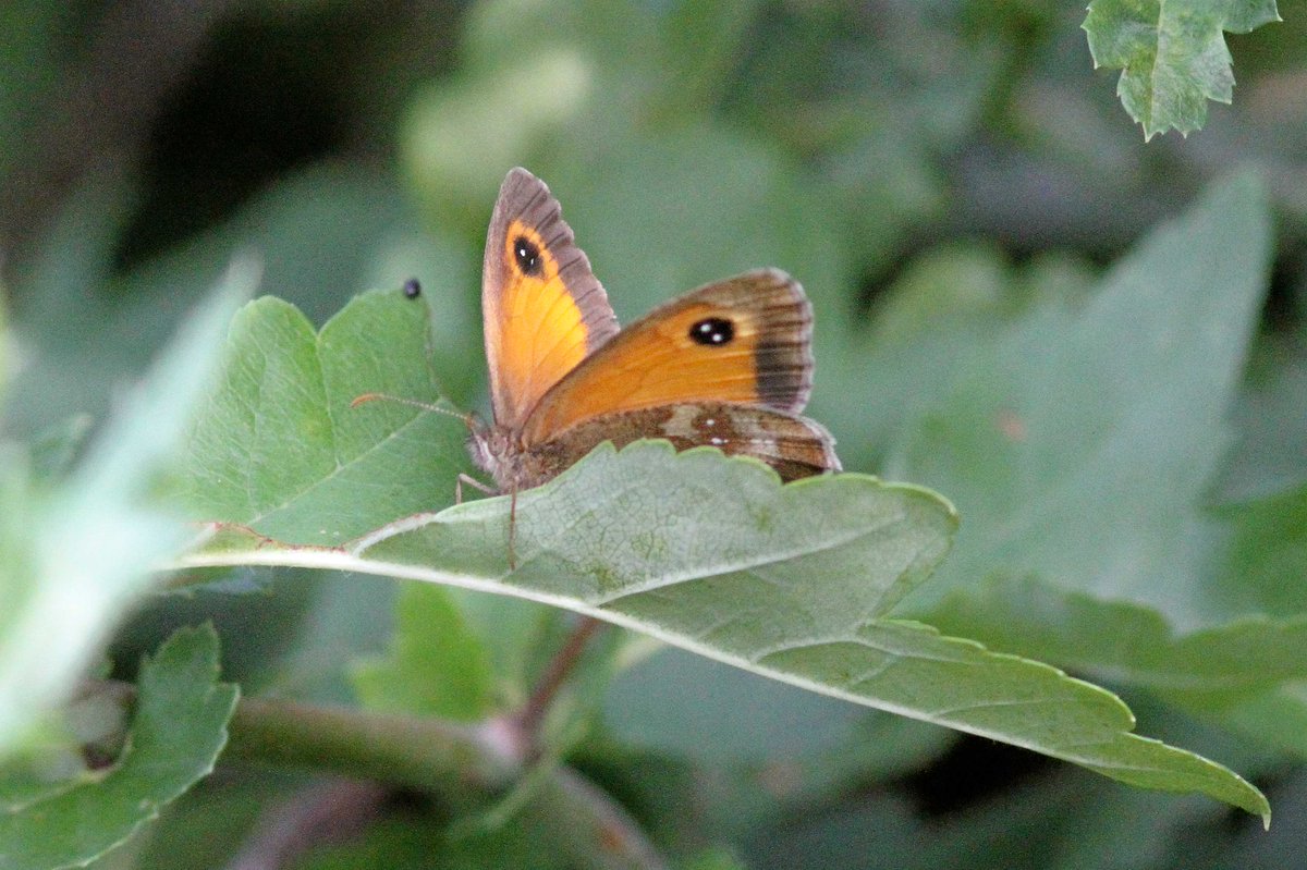 MrSteveyJames's tweet image. A few photos of some of the 100's of Gatekeeper Butterfies around our farm #chesterfield #derbyshire at the moment, seems a very good year for #butterfly s #TwitterNatureCommunity #TwitterNaturePhotography @DerbysWildlife @NatureUK @savebutterflies @Natures_Voice @BBCSpringwatch