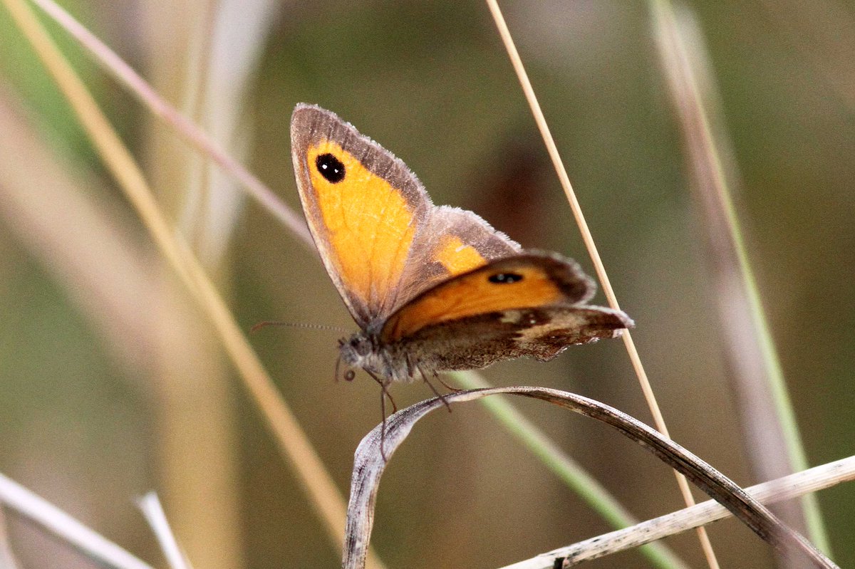 MrSteveyJames's tweet image. A few photos of some of the 100's of Gatekeeper Butterfies around our farm #chesterfield #derbyshire at the moment, seems a very good year for #butterfly s #TwitterNatureCommunity #TwitterNaturePhotography @DerbysWildlife @NatureUK @savebutterflies @Natures_Voice @BBCSpringwatch