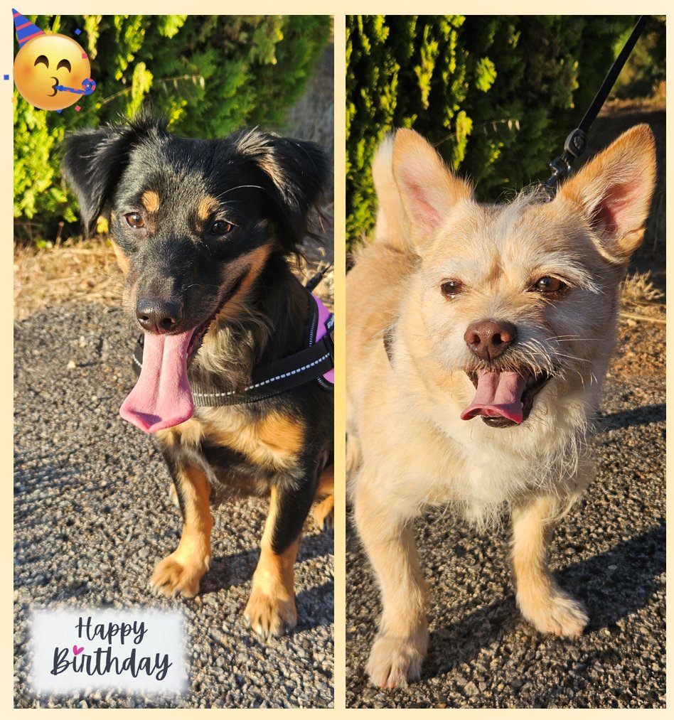 xSeniMJ's tweet image. Today Daisy is celebrating her 1st anniversary! 🥳
1 year of this cute yet destructive little monster! 🎉

Happy to have these two little furballs in my life ❤️

Here's to many more years with Daisy and Hatchi! 🐾

Much love to your pets out there as well! 🤗