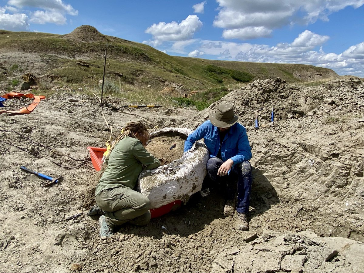 DavidEvans_ROM's tweet image. Everything came together to get our ornithomimid block flipped, capped & ready for pick up! This turned out to be about 1000lbs. Fingers crossed most of a skeleton is inside. Special thanks to Wendy & Ed Sloboda for their help with the pull.
#SADP2025