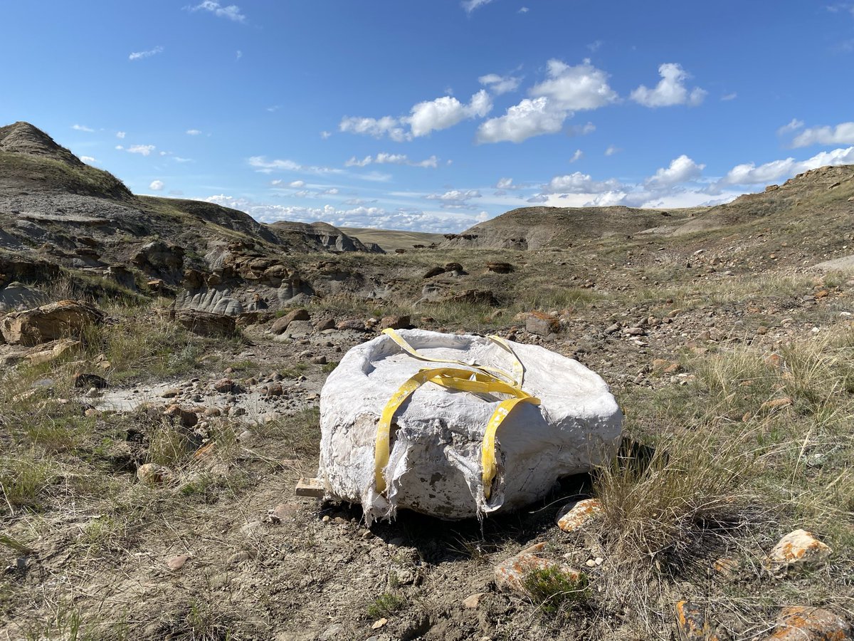DavidEvans_ROM's tweet image. Everything came together to get our ornithomimid block flipped, capped & ready for pick up! This turned out to be about 1000lbs. Fingers crossed most of a skeleton is inside. Special thanks to Wendy & Ed Sloboda for their help with the pull.
#SADP2025