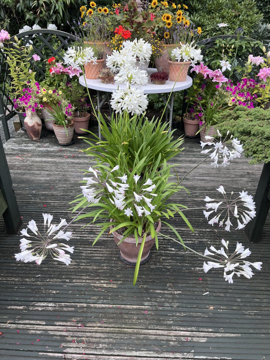 Milhart66Ken's tweet image. My two pots of agapanthus on the deck. #gardening #gardeninglife