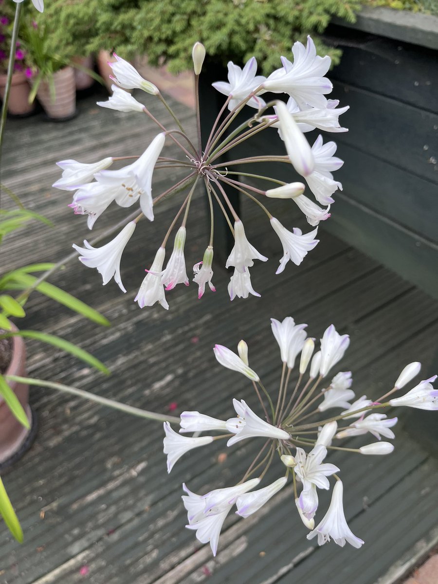 Milhart66Ken's tweet image. My two pots of agapanthus on the deck. #gardening #gardeninglife