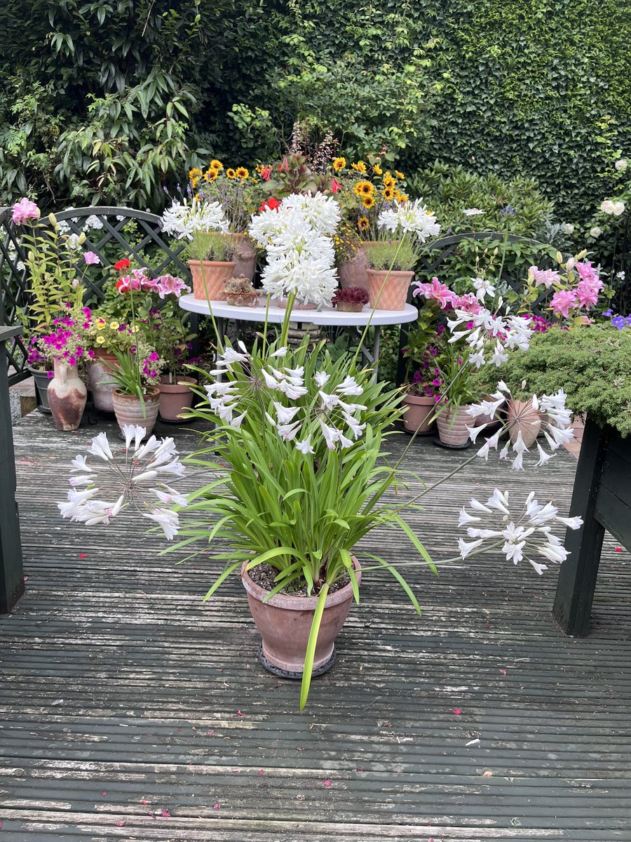 Milhart66Ken's tweet image. My two pots of agapanthus on the deck. #gardening #gardeninglife