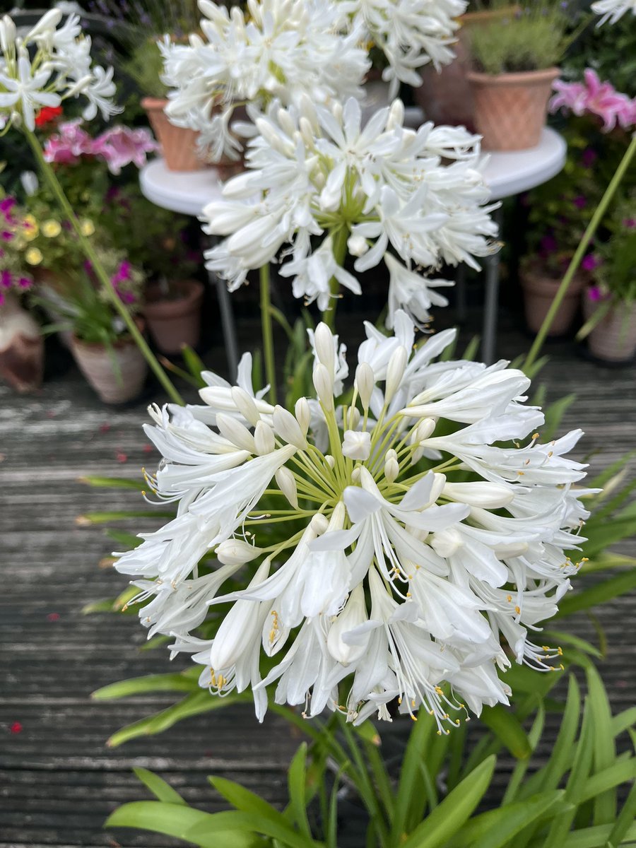 Milhart66Ken's tweet image. My two pots of agapanthus on the deck. #gardening #gardeninglife