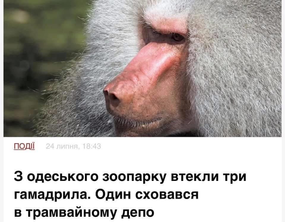 a__tkachuk's tweet image. 5 років тому Олексій Гончаренко сховався в трамвайному депо, вкрав телефон в інженера і почав знімать тіктоки