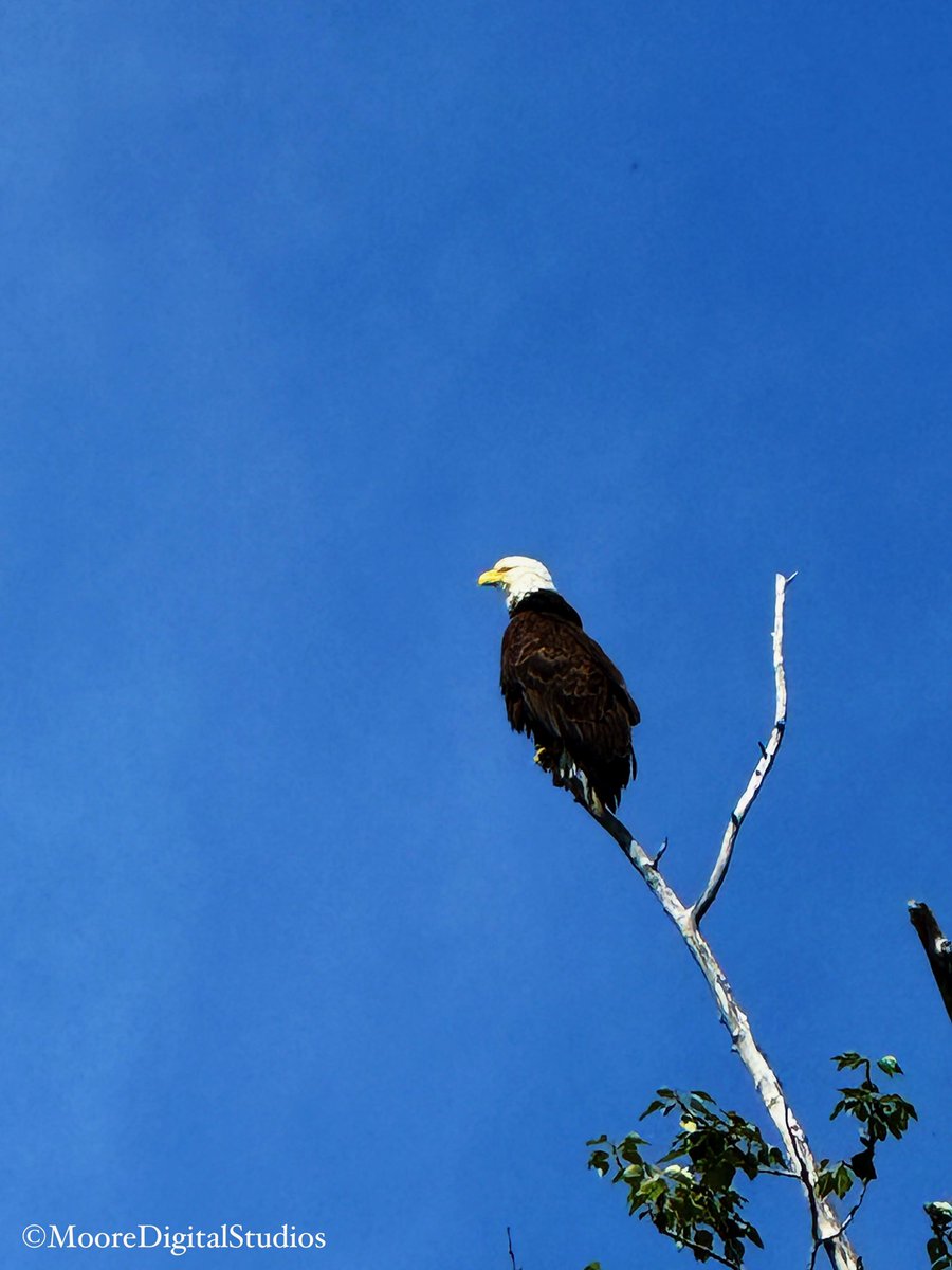 Looking out over the river… 🦅