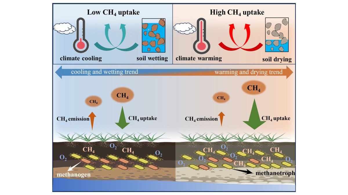 GlobalChangeBio's tweet image. Climate Warming and Soil Drying Significantly Enhance the Methane Uptake in China&apos;s Grasslands 

🔗 buff.ly/DBfsieW