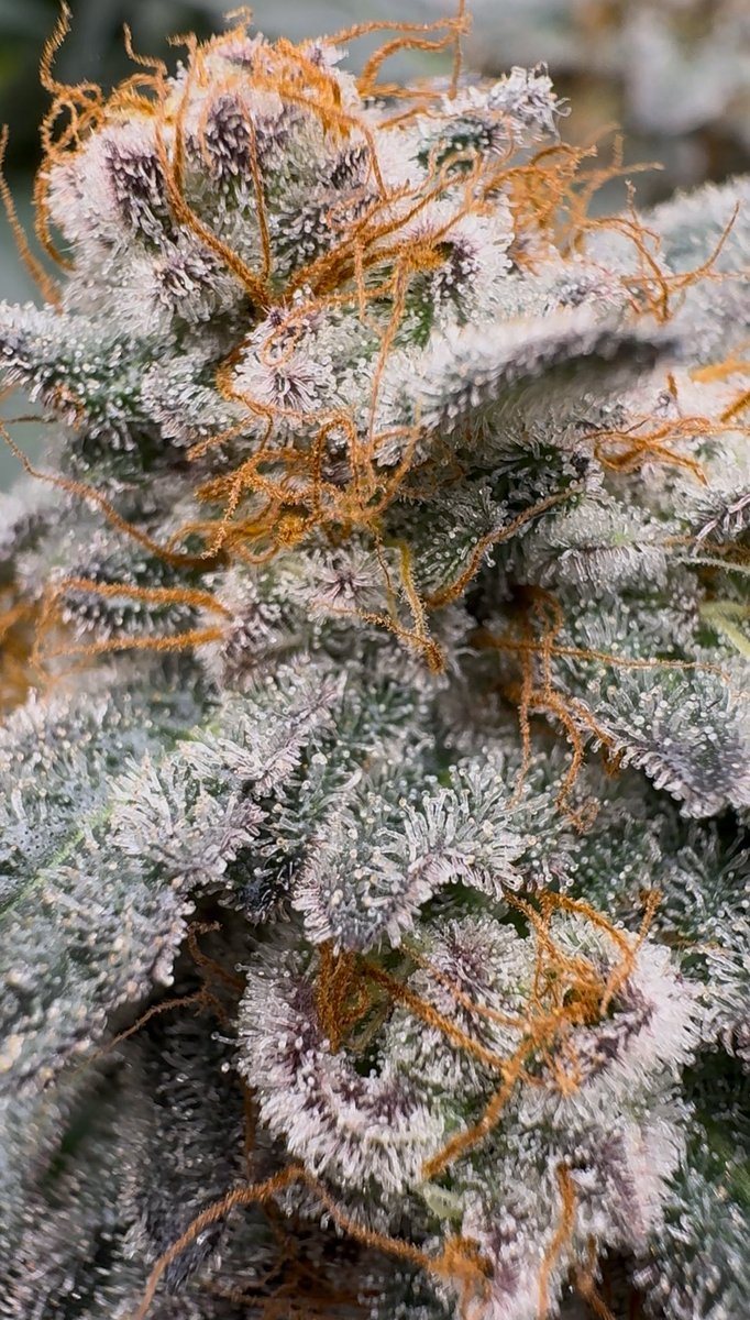 inocul8d's tweet image. “Dosi Mints” bred by: @SinCitySeeds
(Do-Si-Dos x SinMint Cookies) 💜🍪