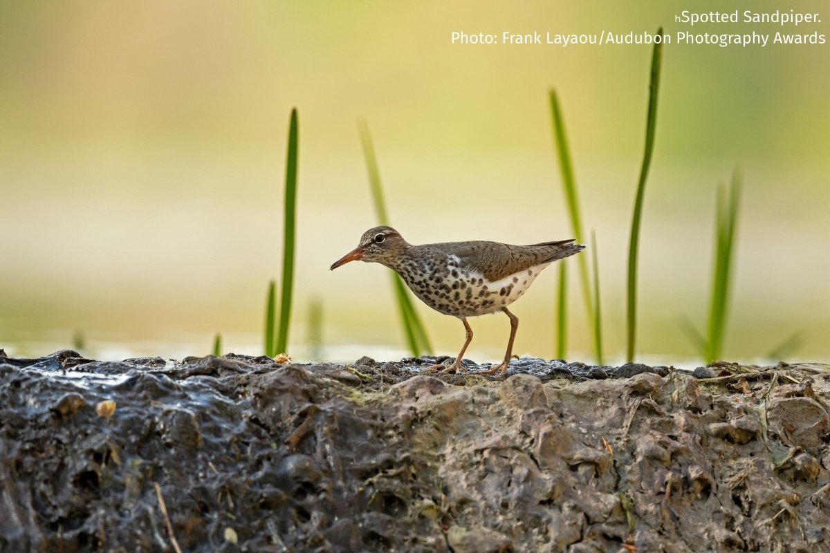 The Spotted Sandpiper is a shoreline standout with its teetering walk &amp; bold chest spots during breeding season! Look for this speckled shorebird along lakeshores, streams and riverbanks across Michigan. It often bobs its tail as it forages—a helpful clue for ID! #BeakOfTheWeek
