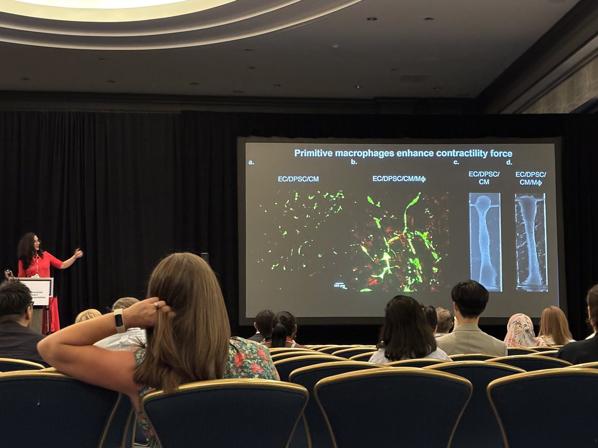 SeanM_Wu's tweet image. Cardiovascular Bioengineering is featured @AHAScience #BCVS2025 ! Wolfram Zimmerman @ Univ of Goettingen, Ke Cheng @Columbia Milica Radisic @ Univ of Toronto @ Ying Mei @ClemsonUniv & moderated by Nenad Bursac @DukeU & Kareen Coulombe @BrownUniversity Many exciting work featured!