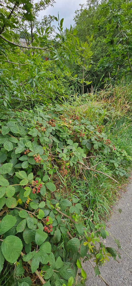 barbmilne's tweet image. Blackberries on the towpath of the Huddersfield Narrow Canal #Slaithwaite @CanalRiverTrust #WestYorkshire