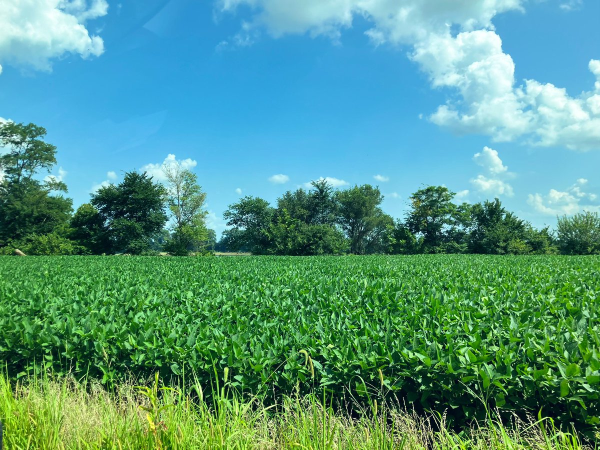 goetheurgy's tweet image. Thereโs something special about the smell of small rivers that cut through woods and midsummer farmland.