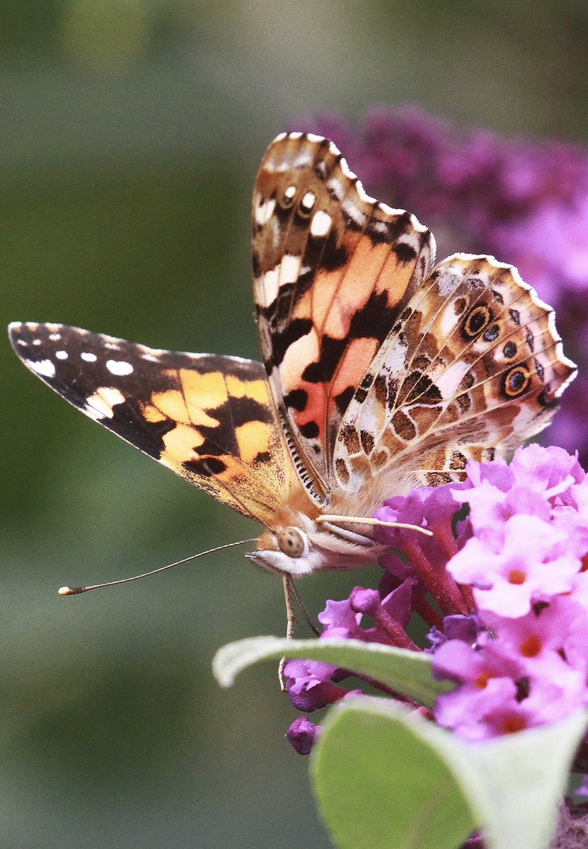 First painted lady of the season in garden today🇮🇲🇮🇲