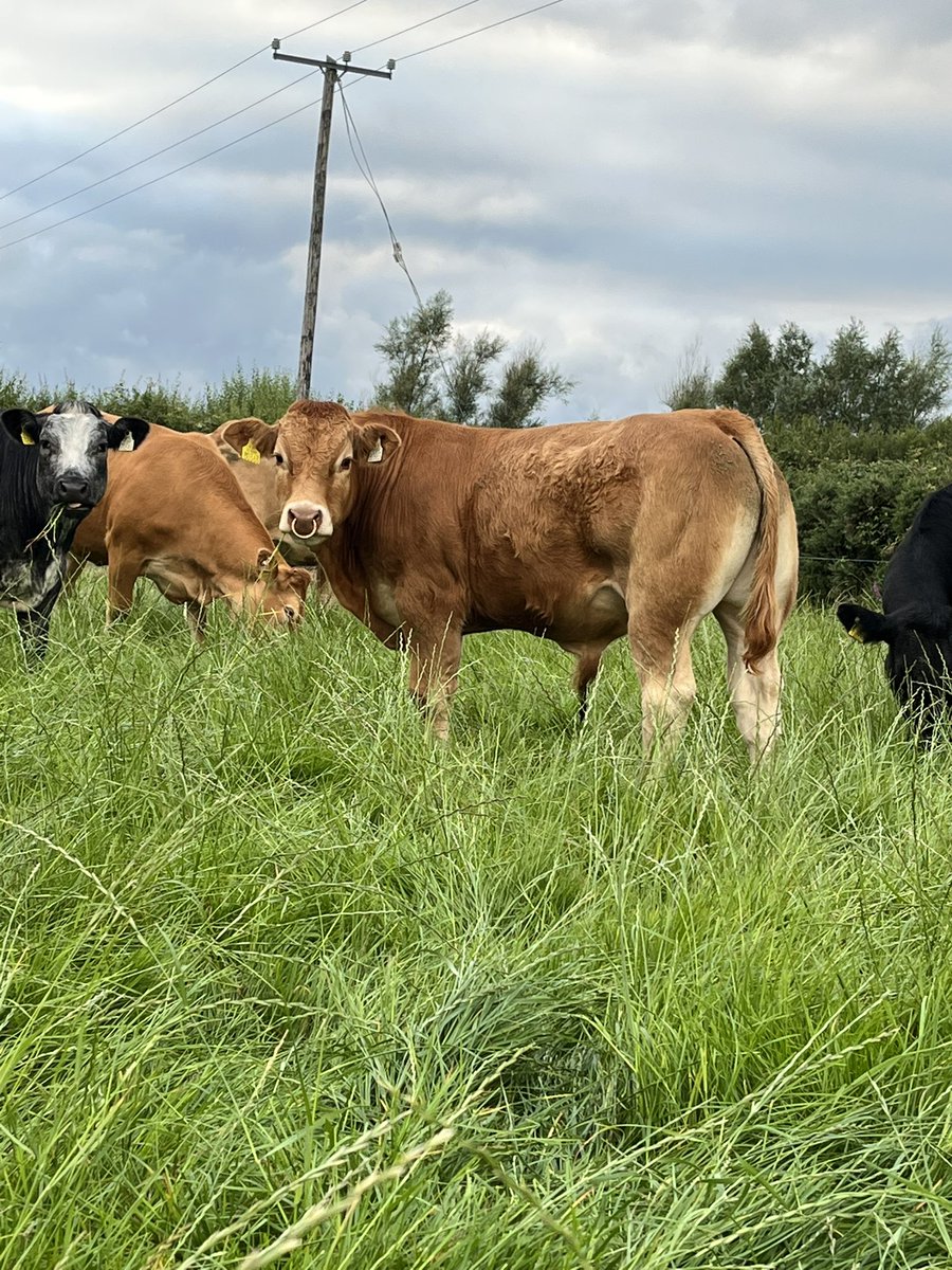 ciaranflemingo's tweet photo. The right weather makes working outside dream #cashatownlimousins #pedigreelimousins #progressivegenetics #munsterai https://t.co/ZDCGwmOMZZ