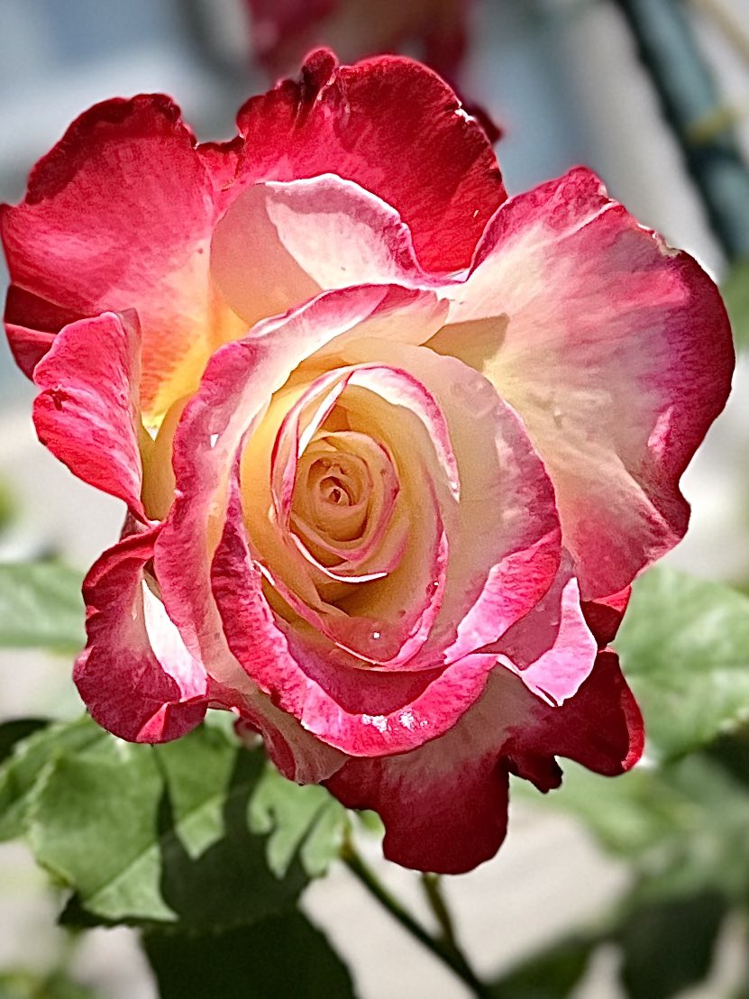 Rw37R's tweet image. ✼̥୭*ˈおはようございます✼̥୭*ˈ
✿˘︶˘✿ ).。.:* ♬*゜ #バラ
今日もゆる~りマイペース!
穏やかな一日に
なりますように•*¨*•.¸¸♬︎
⋆*❁**.·.。゜✿.*・⋆*❁**