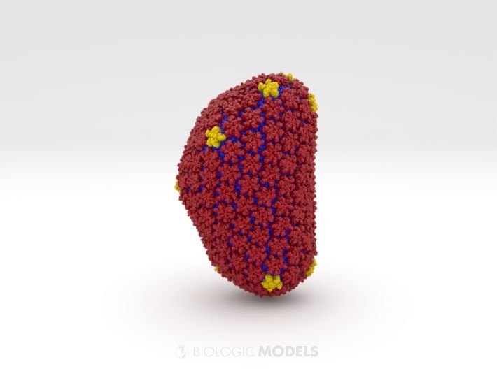 BiologicModels's tweet image. Retroviral capsid proteins are conserved structurally but assemble differently. The mature #HIV capsid is described by as a &apos;fullerene cone&apos; in which hexamers of the capsid are linked to form a hexagonal surface capped by a 12 capsid-protein pentamers. buff.ly/wG32YDy