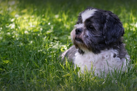 🐶 Puppy Dogs 🐶 (@dogsparadise_) on Twitter photo 