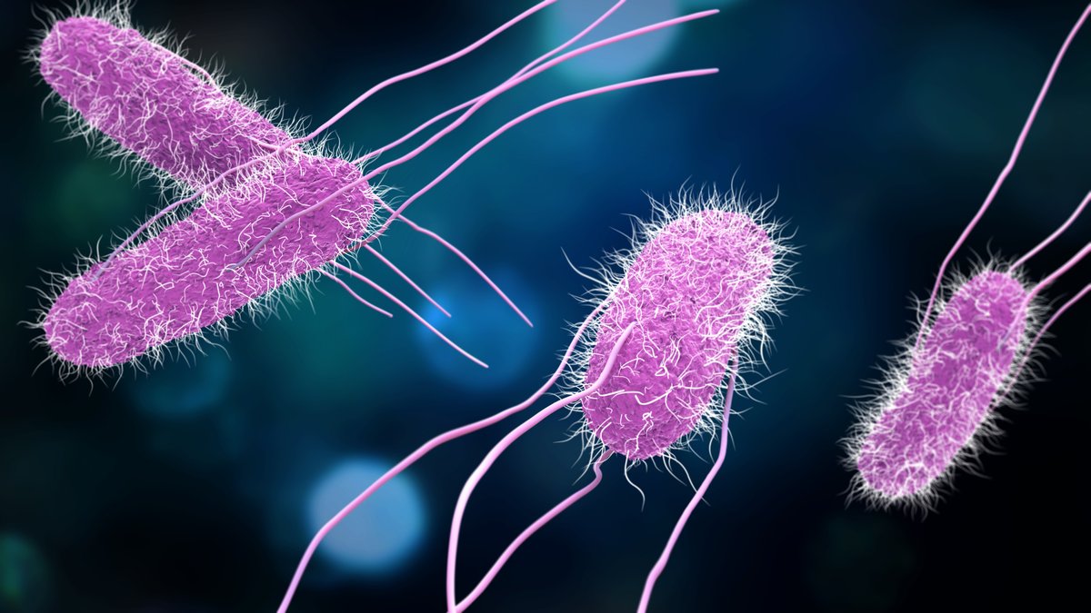 JWatch's tweet image. What determines long-term shedding of non-typhoidal Salmonella? A Norwegian study identified several risk factors. jwat.ch/4m8k1lk