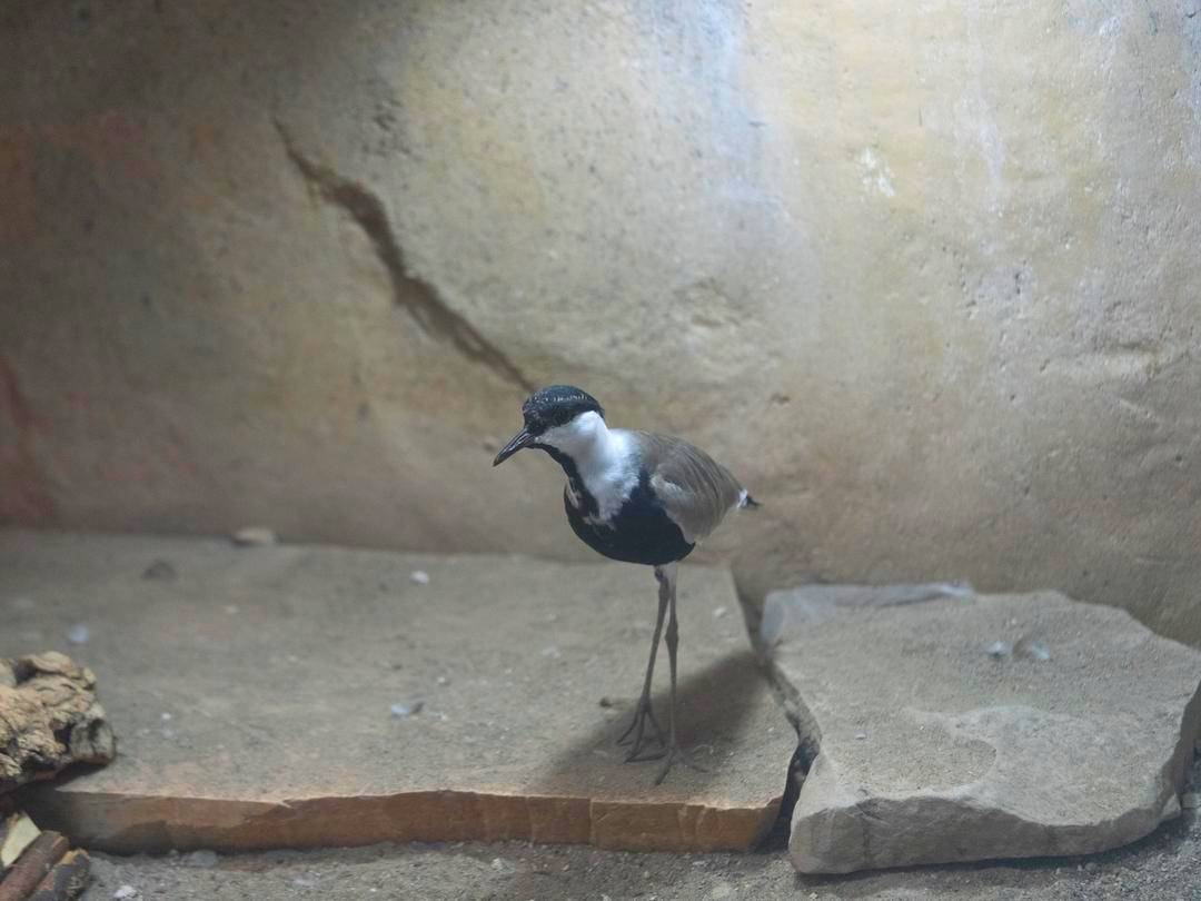 calgaryzoo's tweet image. Wait…that’s not a tortoise! Our spur-winged lapwing chicks have moved into the Rainforest Building’s tortoise habitat! After being raised behind the scenes, they’re now sharing space with spur-winged lapwing ‘Matle’, leopard tortoise ‘Sheldon’, & pancake tortoise ‘Flap Jack’.